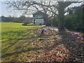 Crocuses on St Barts Field