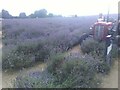 Mayfield Lavender Farm