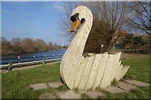 SO8453 : Swan beside the River Severn by Philip Halling