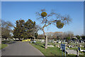 Mistletoe in the Cemetery