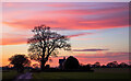 Tree & House at sundown, Tendring Green