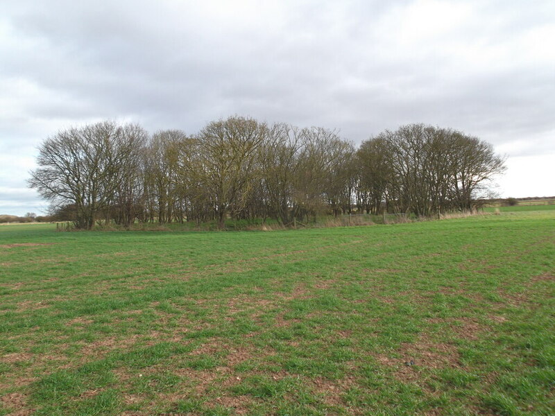 Small copse containing a 19th century... © David Brown :: Geograph ...