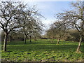 Orchard in Crickham