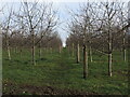 A path with a future canopy