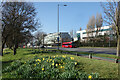 Daffodils beside Bath Road