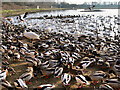 SD4214 : Shelducks and Swans at the Mere by David Dixon