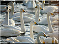 SD4214 : Whooper Swans at Martin Mere by David Dixon