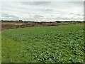 Crop field at Dunningley Hill