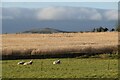 Sheep in field at Ashton