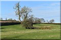 Field with damp area, just north of Wedmore