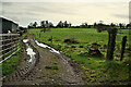 Muddy track to field, Deer Park