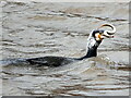 SJ4065 : Cormorant catching a lamprey at Chester #3 by John S Turner