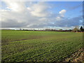 Autumn sown crop near Duckmanton