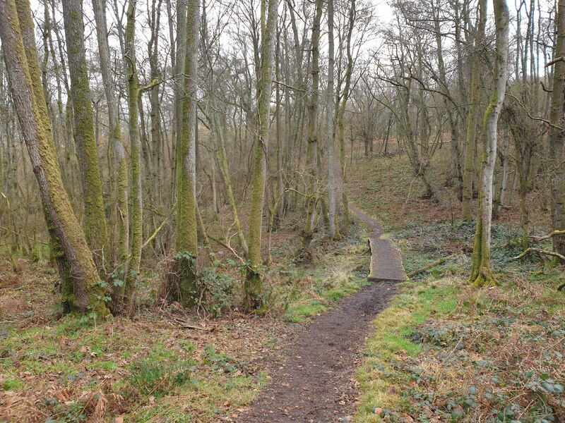 Bowdown Woods wildlife walk boardwalk © Oscar Taylor :: Geograph ...