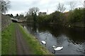 Swans near Bridge Road