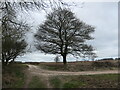 SE8362 : Tree at the junction above Toisland Wold by Christine Johnstone