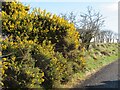 NW9865 : Roadside Gorse on Dogstone Hill by M J Richardson
