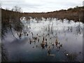 Flooded area in former industrial site