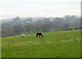 NZ1451 : Grazing horses near Brooms Lane by Robert Graham