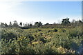 Gorse heathland