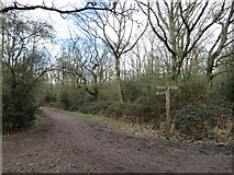 TQ1859 : Path near Ashtead by Malc McDonald
