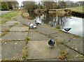 Pigeons beside the canal