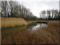 Ellis Meadows Lake