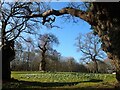 Snowdrops at Chaldons Farm