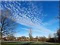 Blue sky over Marple Park