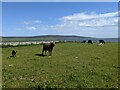 HY3923 : Cows and calves near Midgarth by David Medcalf