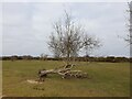 SU4964 : Determined tree by Oscar Taylor