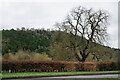 View Towards Box Hill