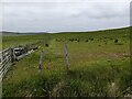 Grassland, sheep and lambs