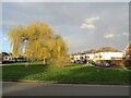 Weeping Willow on Gadesden Road, West Ewell