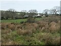 Glaswelltir garw / rough grassland, Waunfawr