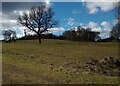 Tree in field beside Kelvinhead Road