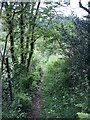 Wales Coast Path in Allt y Fran woods