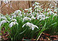 Snowdrops (Galanthus nivalis)