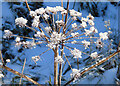 Hogweed (Heracleum sphondylium)