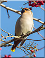 J5081 : Waxwing, Bangor by Rossographer