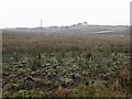 Wetland, Knockglass