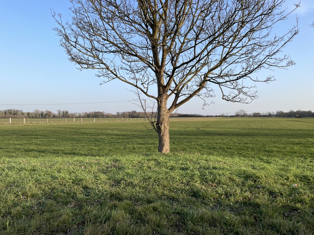 Lone Tree By The A10 © Mr Ignavy :: Geograph Britain And Ireland