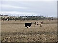 Cattle near Mountop