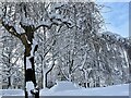 Winter trees in a churchyard