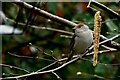 Female blackcap (Sylvia atricapilla)