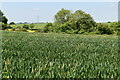 Wheat field