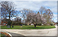 Trees on a green, Burnet Avenue