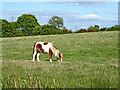 Canalside grazing near Bramcote in Warwickshire