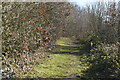 Footpath, Lodge Wood