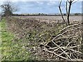 Hedgerow layering on the Shropshire Way west of Wellington, approaching Cheshire Coppice Cottages